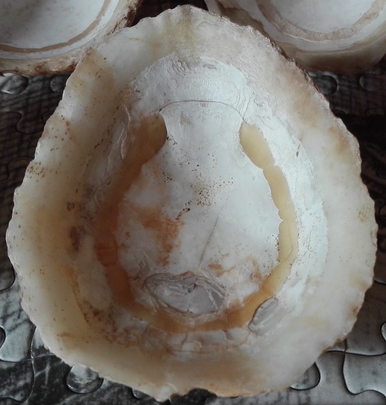 Gran canaria - PATELLE - specie da determinare